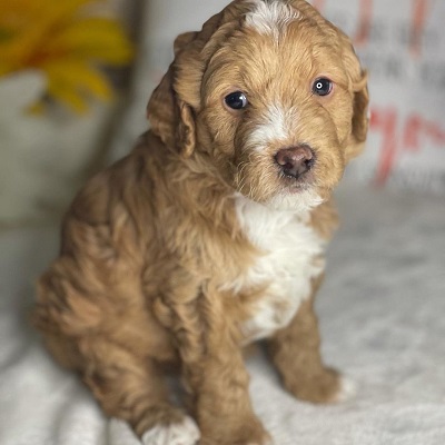 https://yourcavapoopuppies.site