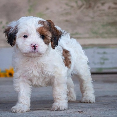 https://yourcavapoopuppies.site