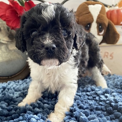 https://yourcavapoopuppies.site
