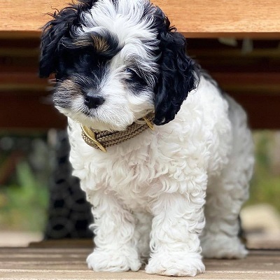 https://yourcavapoopuppies.site