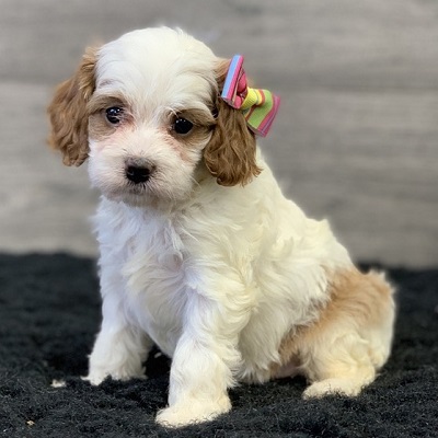 https://yourcavapoopuppies.site