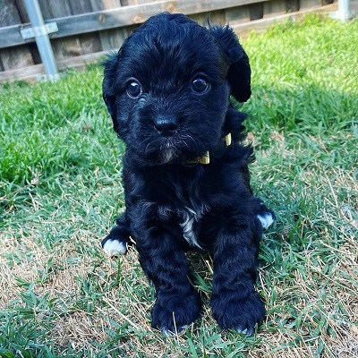 https://yourcavapoopuppies.site