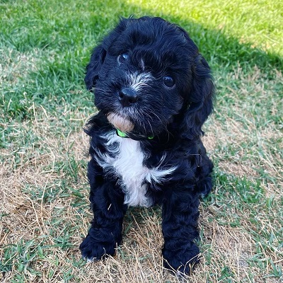 https://yourcavapoopuppies.site
