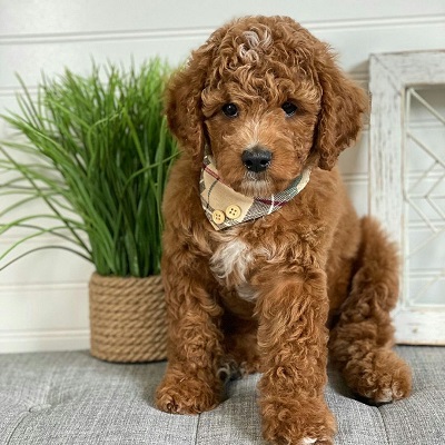 https://yourcavapoopuppies.site