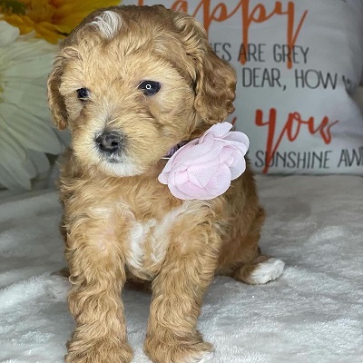 https://yourcavapoopuppies.site