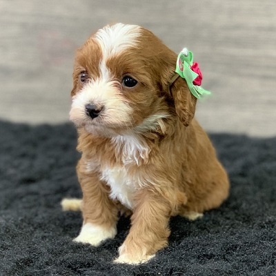 https://yourcavapoopuppies.site