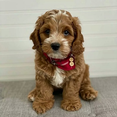 https://yourcavapoopuppies.site