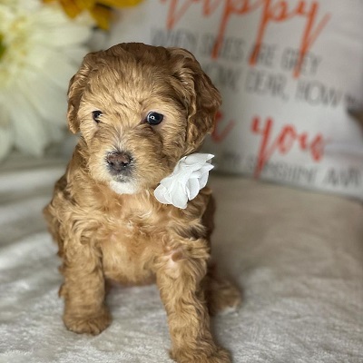 https://yourcavapoopuppies.site