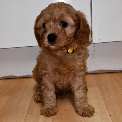 https://yourcavapoopuppies.site