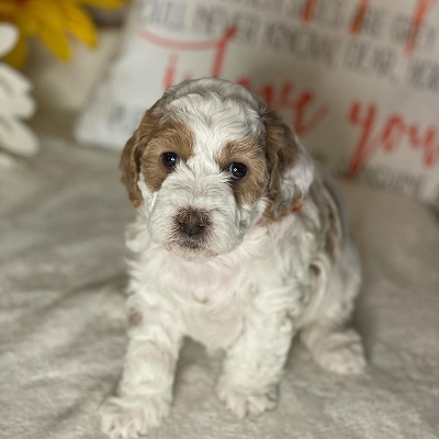 https://yourcavapoopuppies.site